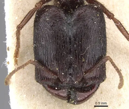 Pheidole fimbriata specimen CASENT0913317 image casent0913317_2