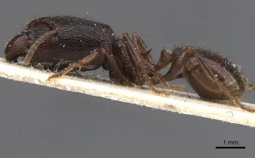 Pheidole fimbriata specimen CASENT0913317 image casent0913317_3