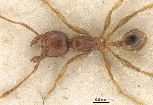 Pheidole fimbriata specimen CASENT0913318 image casent0913318_1