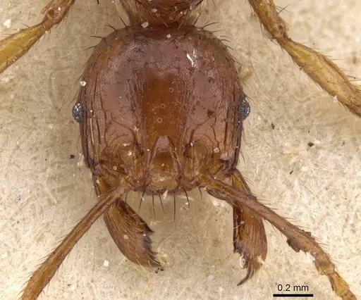 Pheidole fimbriata specimen CASENT0913318 image casent0913318_2