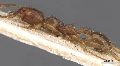 Pheidole fimbriata specimen CASENT0913318 image casent0913318_3