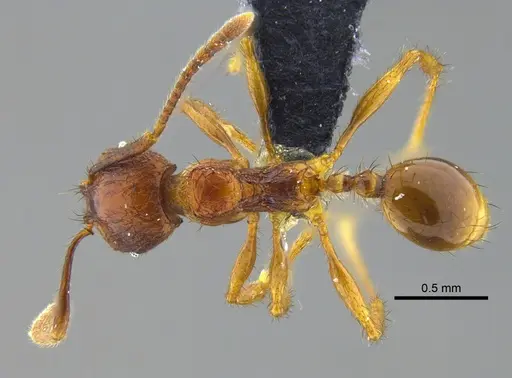 Pheidole fimbriata specimen CBUMAGENT42009 image cbumagent42009_1