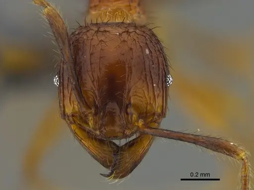 Pheidole fimbriata specimen CBUMAGENT42009 image cbumagent42009_2
