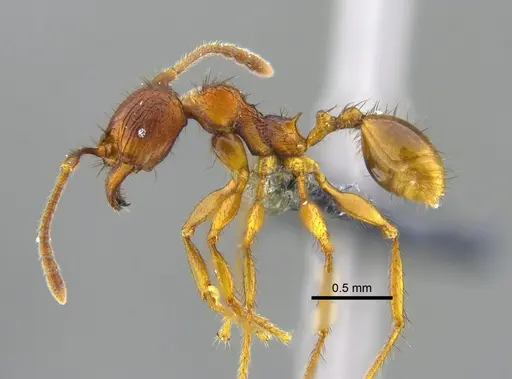 Pheidole fimbriata specimen CBUMAGENT42009 image cbumagent42009_3
