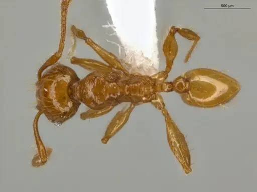 Pheidole fimbriata specimen ECOFOG-IT14-0155-25 image ecofog-it14-0155-25_1