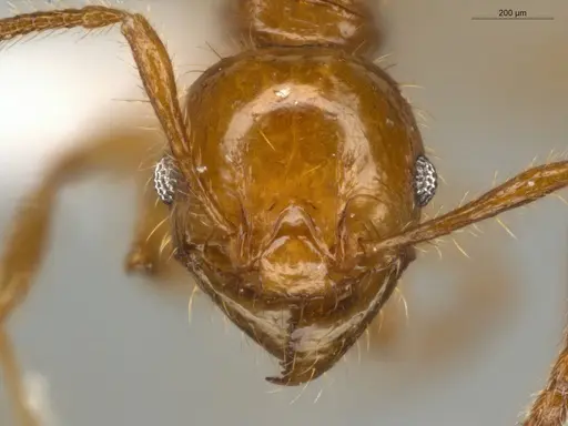 Pheidole fimbriata specimen ECOFOG-IT14-0155-25 image ecofog-it14-0155-25_2