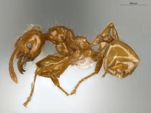 Pheidole fimbriata specimen ECOFOG-IT14-0155-25 image ecofog-it14-0155-25_3