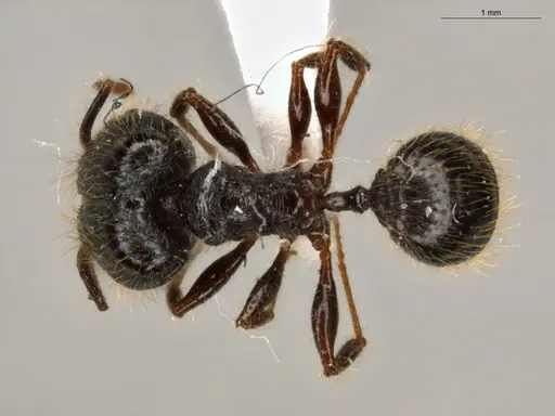 Pheidole fimbriata specimen ECOFOG-IT14-0957-44-S image ecofog-it14-0957-44-s_1