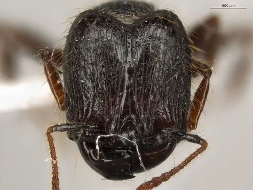 Pheidole fimbriata specimen ECOFOG-IT14-0957-44-S image ecofog-it14-0957-44-s_2