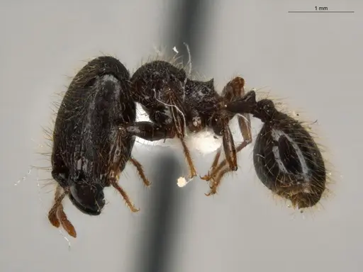 Pheidole fimbriata specimen ECOFOG-IT14-0957-44-S image ecofog-it14-0957-44-s_3
