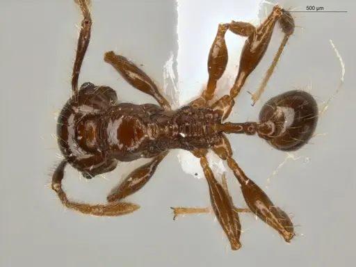 Pheidole fimbriata specimen ECOFOG-IT14-0957-44 image ecofog-it14-0957-44_1