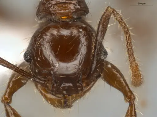 Pheidole fimbriata specimen ECOFOG-IT14-0957-44 image ecofog-it14-0957-44_2