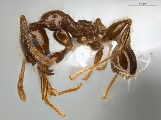 Pheidole fimbriata specimen ECOFOG-IT14-0957-44 image ecofog-it14-0957-44_3