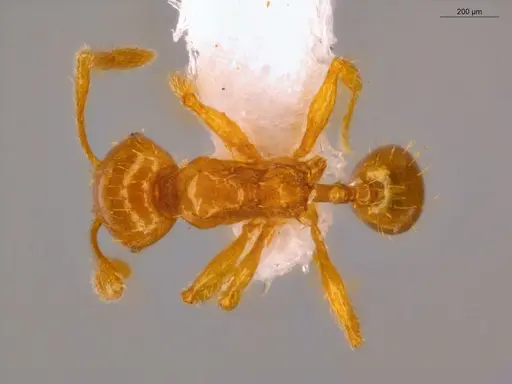 Pheidole fimbriata specimen ECOFOG-IT14-0965-74 image ecofog-it14-0965-74_1