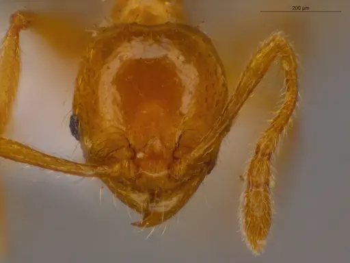 Pheidole fimbriata specimen ECOFOG-IT14-0965-74 image ecofog-it14-0965-74_2