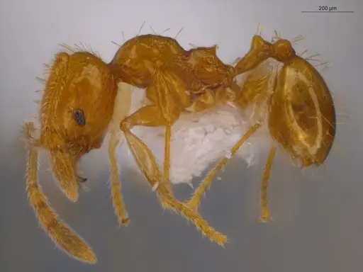 Pheidole fimbriata specimen ECOFOG-IT14-0965-74 image ecofog-it14-0965-74_3