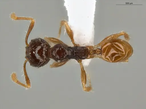 Pheidole fimbriata specimen ECOFOG-LA15-0220-04 image ecofog-la15-0220-04_1