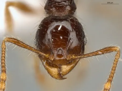 Pheidole fimbriata specimen ECOFOG-LA15-0220-04 image ecofog-la15-0220-04_2