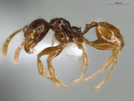 Pheidole fimbriata specimen ECOFOG-LA15-0220-04 image ecofog-la15-0220-04_3