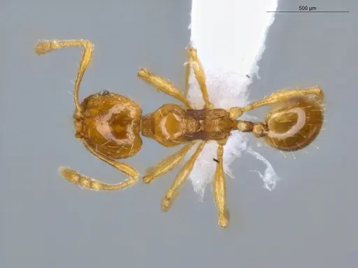 Pheidole fimbriata specimen ECOFOG-MI15-0347-29 image ecofog-mi15-0347-29_1