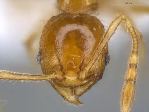 Pheidole fimbriata specimen ECOFOG-MI15-0347-29 image ecofog-mi15-0347-29_2