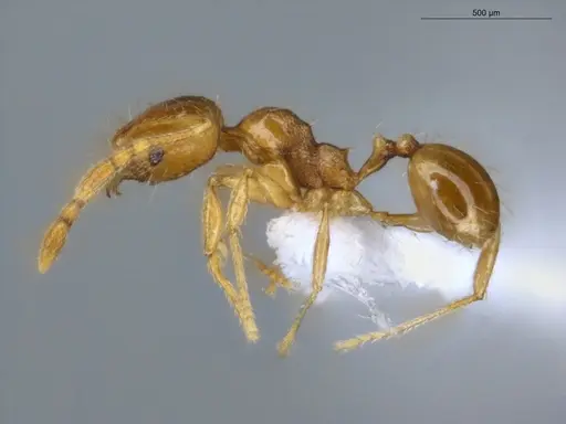 Pheidole fimbriata specimen ECOFOG-MI15-0347-29 image ecofog-mi15-0347-29_3