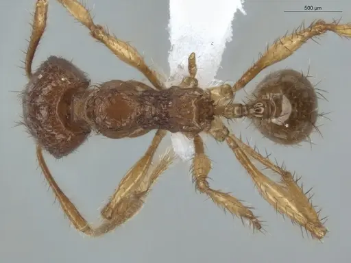 Pheidole fimbriata specimen ECOFOG-MI15-0357-43 image ecofog-mi15-0357-43_1