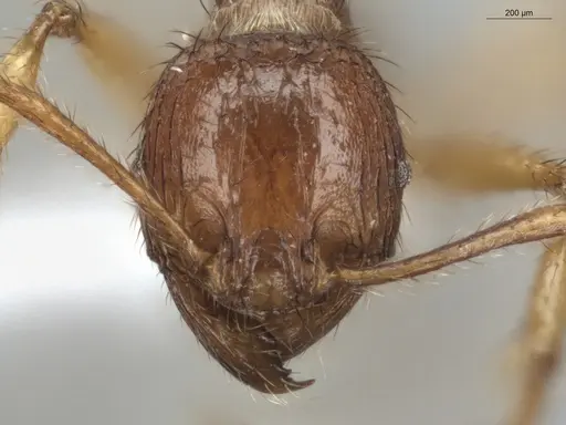 Pheidole fimbriata specimen ECOFOG-MI15-0357-43 image ecofog-mi15-0357-43_2