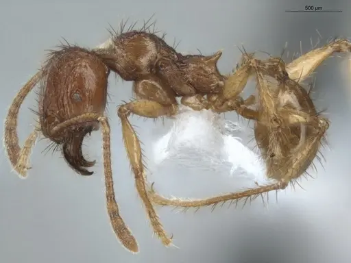 Pheidole fimbriata specimen ECOFOG-MI15-0357-43 image ecofog-mi15-0357-43_3