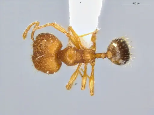 Pheidole fimbriata specimen ECOFOG-SL13-0016-14-S image ecofog-sl13-0016-14-s_1