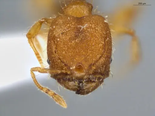Pheidole fimbriata specimen ECOFOG-SL13-0016-14-S image ecofog-sl13-0016-14-s_2