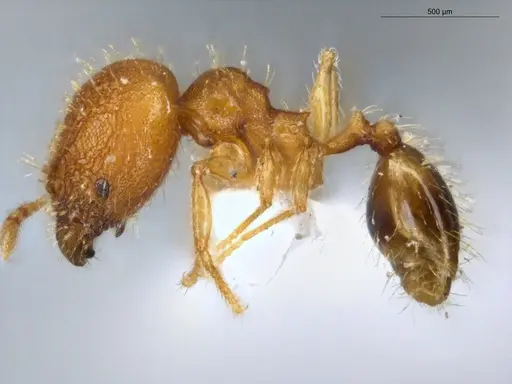 Pheidole fimbriata specimen ECOFOG-SL13-0016-14-S image ecofog-sl13-0016-14-s_3