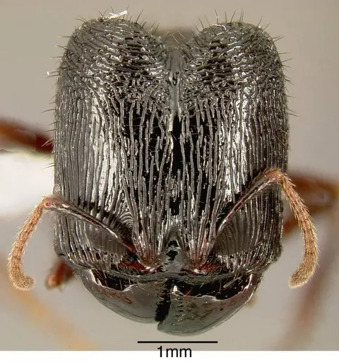 Pheidole fimbriata specimen INBIOCRI001254272 image inbiocri001254272_1