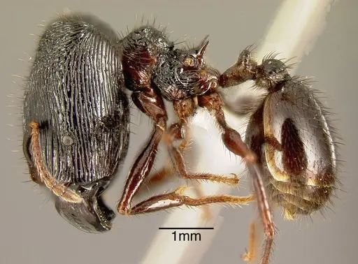 Pheidole fimbriata specimen INBIOCRI001254272 image inbiocri001254272_2