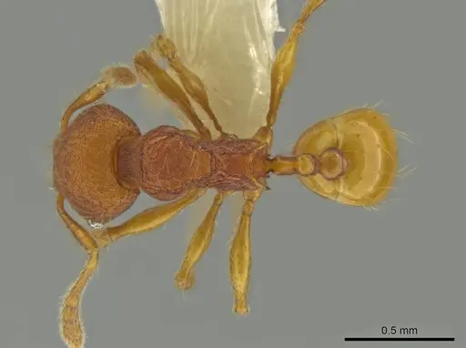 Pheidole fincanaranjo specimen CASENT0632180 image casent0632180_1