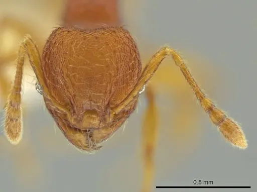 Pheidole fincanaranjo specimen CASENT0632180 image casent0632180_2