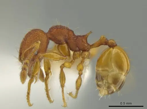 Pheidole fincanaranjo specimen CASENT0632180 image casent0632180_3