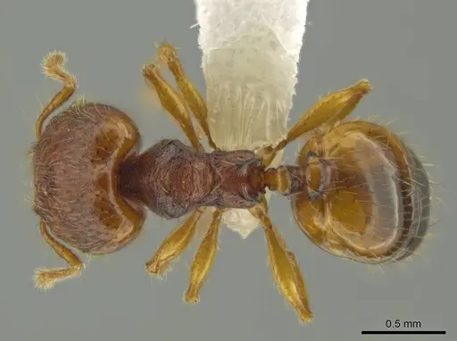 Pheidole fincanaranjo specimen CASENT0632181 image casent0632181_1
