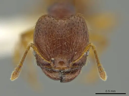 Pheidole fincanaranjo specimen CASENT0632181 image casent0632181_2