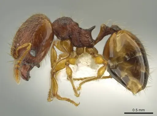 Pheidole fincanaranjo specimen CASENT0632181 image casent0632181_3