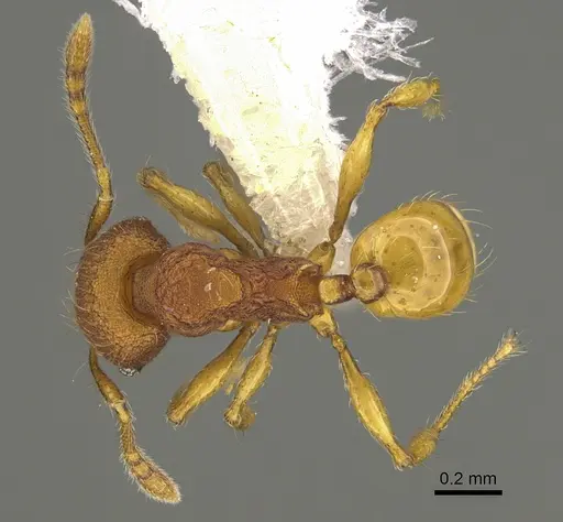 Pheidole fincanaranjo specimen CASENT0646619 image casent0646619_1