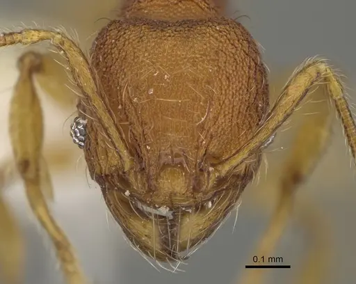 Pheidole fincanaranjo specimen CASENT0646619 image casent0646619_2