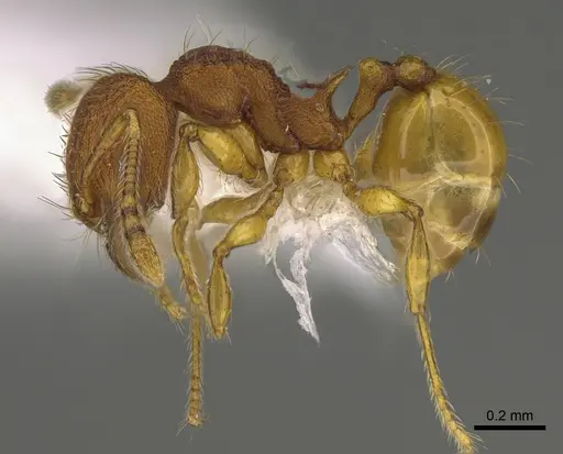 Pheidole fincanaranjo specimen CASENT0646619 image casent0646619_3