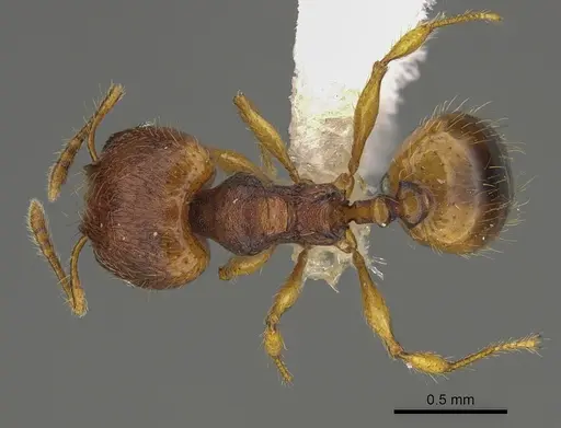 Pheidole fincanaranjo specimen CASENT0646623 image casent0646623_1