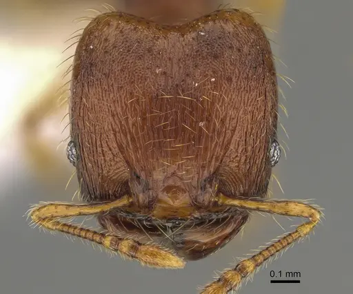 Pheidole fincanaranjo specimen CASENT0646623 image casent0646623_2