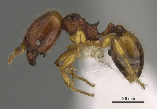 Pheidole fincanaranjo specimen CASENT0646623 image casent0646623_3