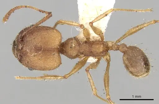 Pheidole fiorii specimen CASENT0281749 image casent0281749_1