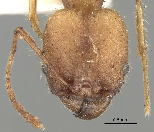 Pheidole fiorii specimen CASENT0281749 image casent0281749_2