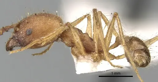 Pheidole fiorii specimen CASENT0281749 image casent0281749_3