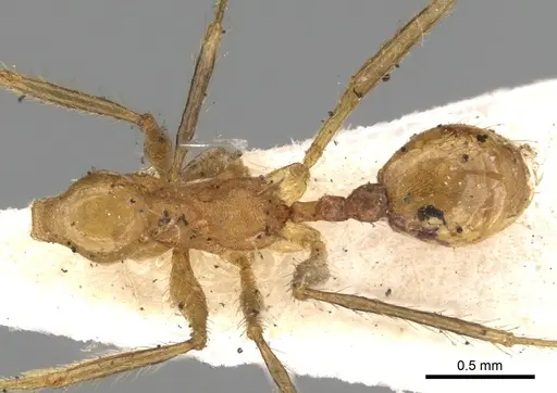 Pheidole fiorii specimen CASENT0281750 image casent0281750_1